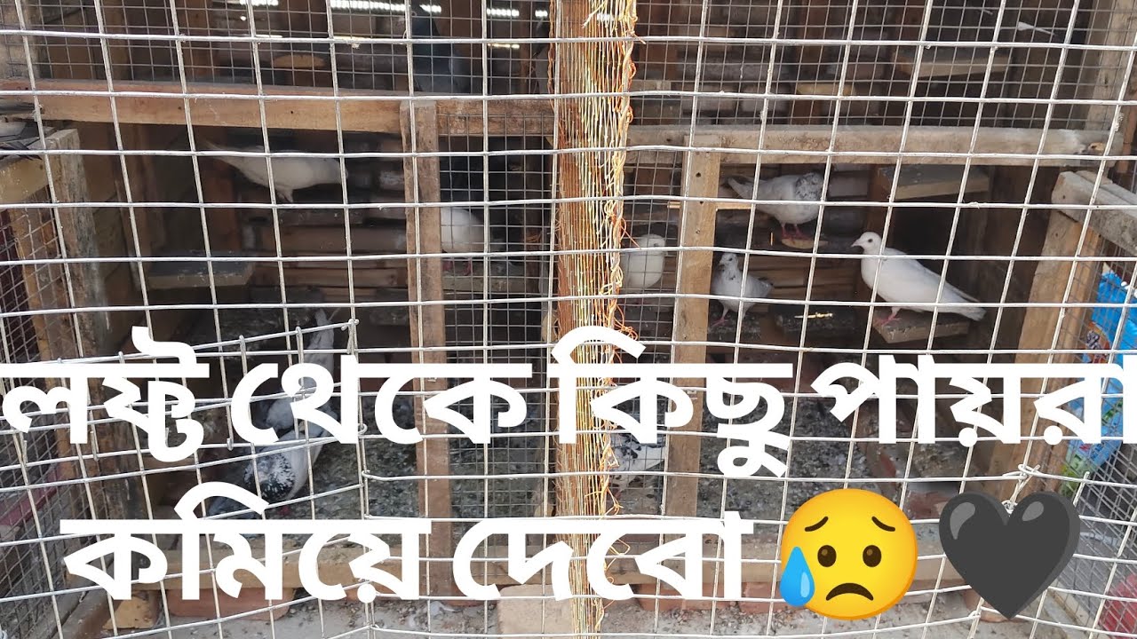 কিছু পায়রা সরিয়ে দেবো 5/2/2026॥
