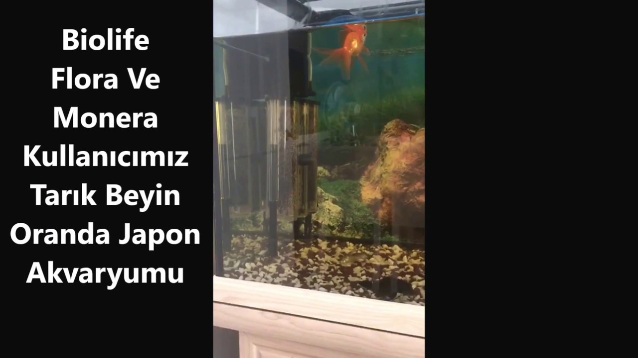 Orando Japon Akvaryumunda Biolife Flora Ve Monera Filtre Kullanan Tarık Beyin Akvaryumu