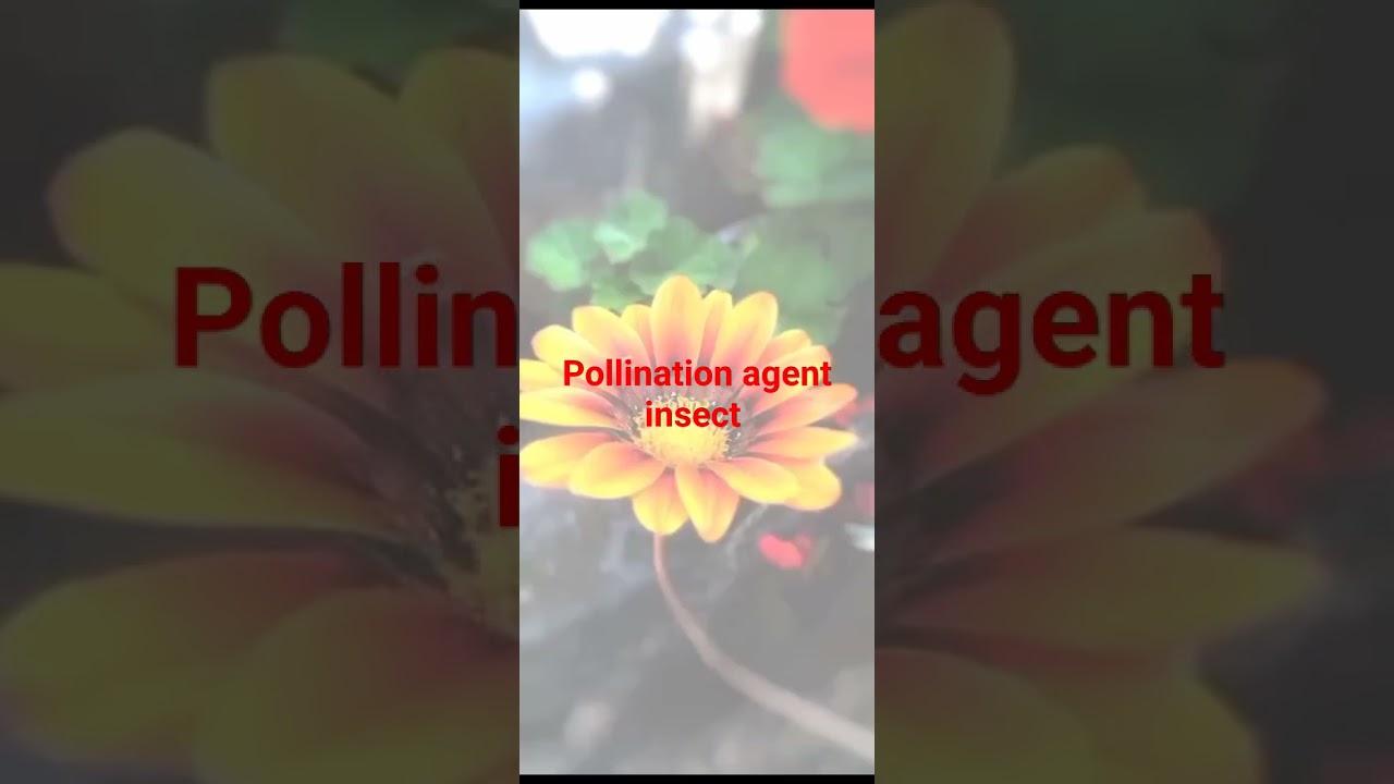 pollination agents