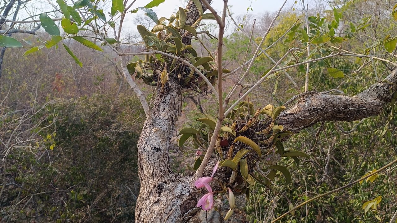 🌼Orquideas no habitat em Mato Grosso parte 1.Verdadeiras sobreviventes em um ambiente  bem hostil.