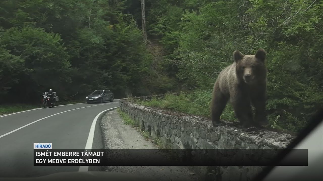 Ismét emberre támadt egy medve Erdélyben
