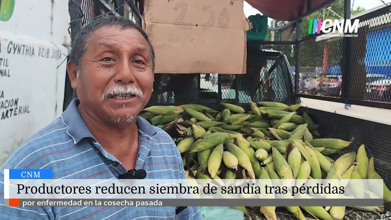 Caída en siembra por pérdidas 💸