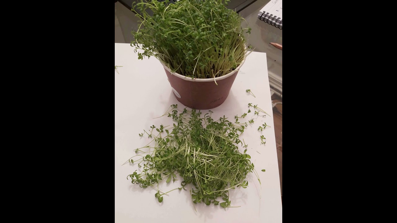 Growing cress @HappySouls555