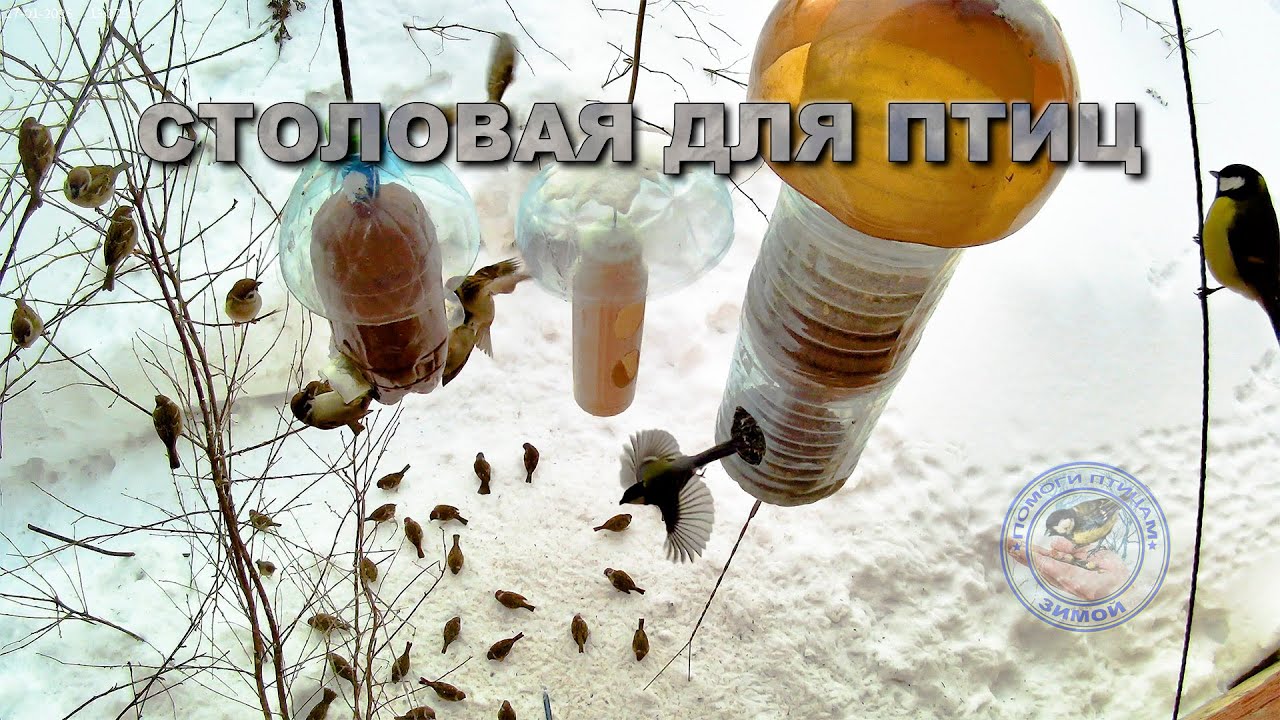Кормушка для птиц  27 января 2026 года (07)