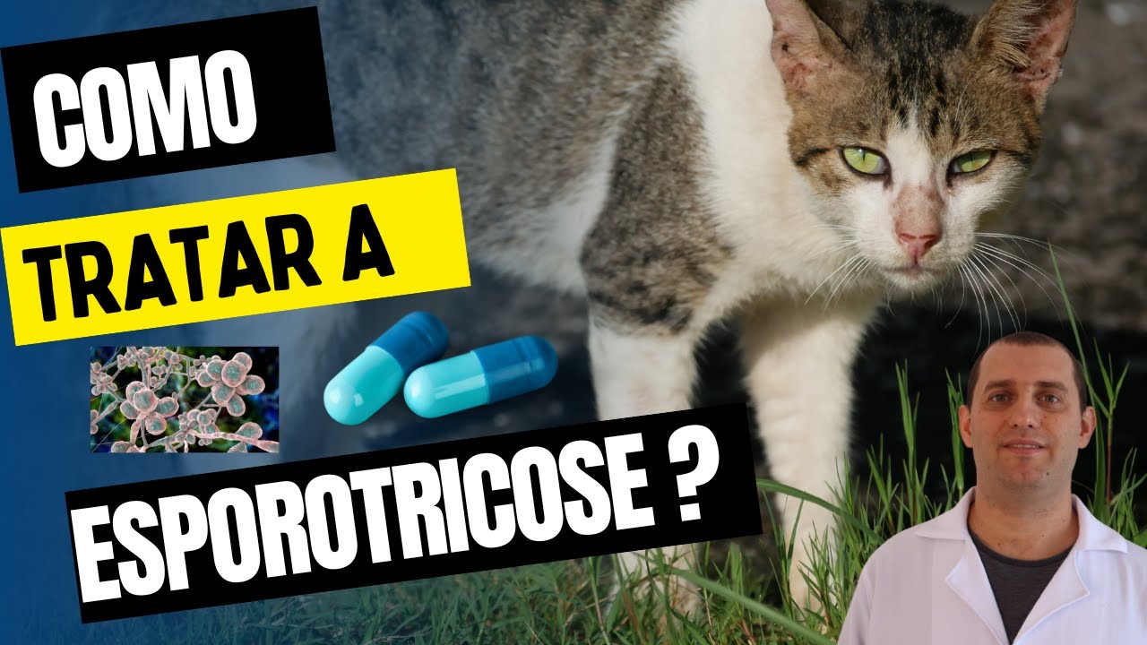 Como tratar a esporotricose em gatos e cães
