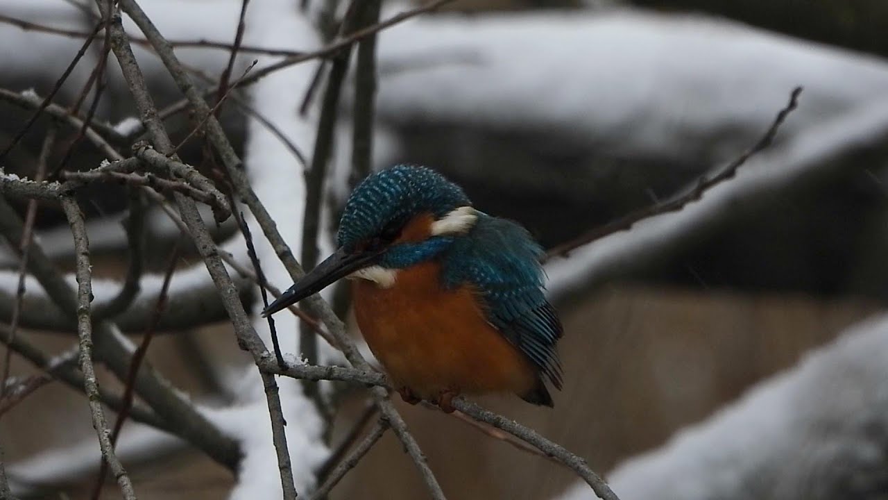 Polowanie zimorodka w śniegu. Kingfisher's hunt in the snow