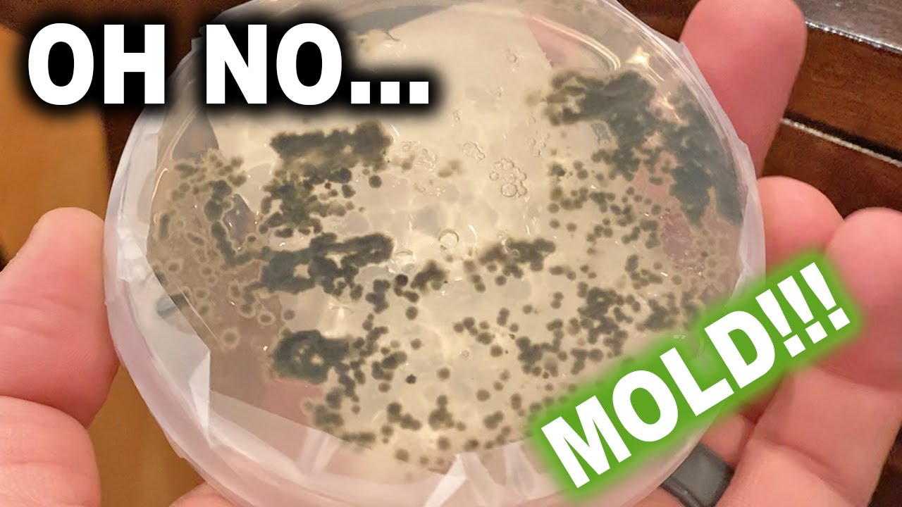 How to Test for Mold in Your House | DIY Mold Armor DIY Mold Test Kit