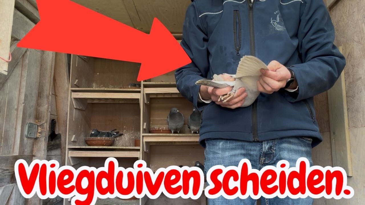 Vliegduiven SCHEIDEN, Oude duiven trainen, Postduiven
