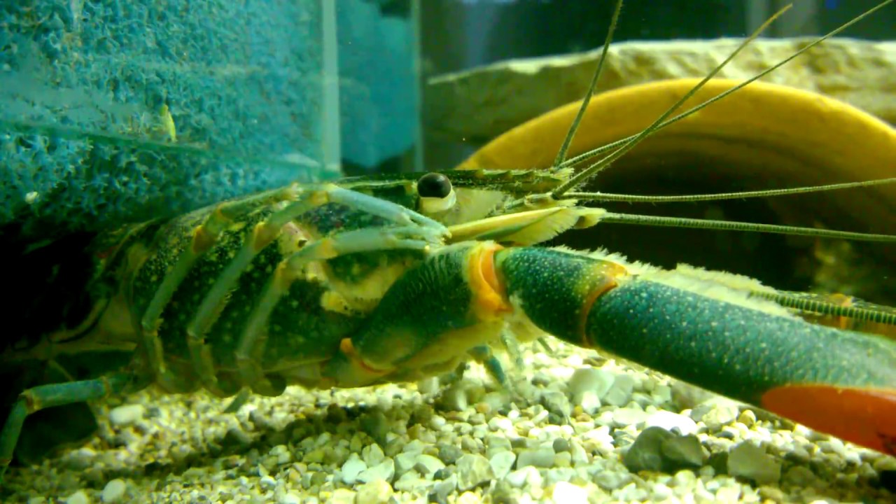 Cherax quadricarinatus - Rdeče&scaron;karjevec - či&scaron;čenje