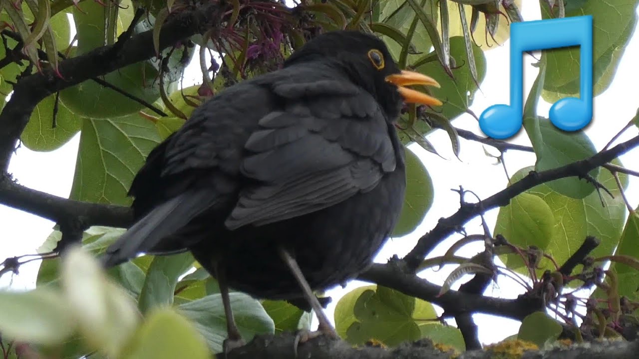 Song and calls of the Blackbird ▶️ Birds of Croatia ▶️ Relax with the beautiful song of Blackbird