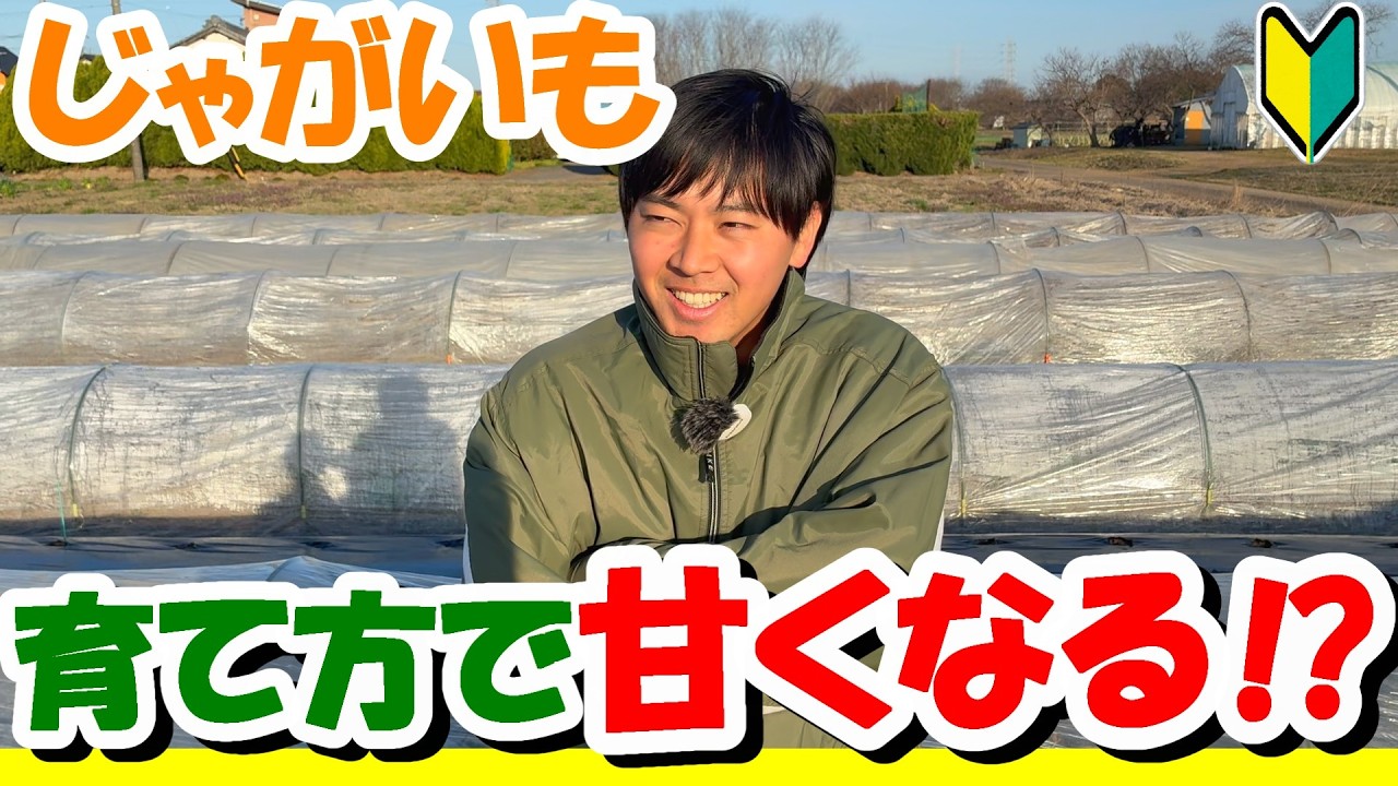 【家庭菜園】【じゃがいも】育て方で収量や大きさ、だけじゃなく味も変わる！！？