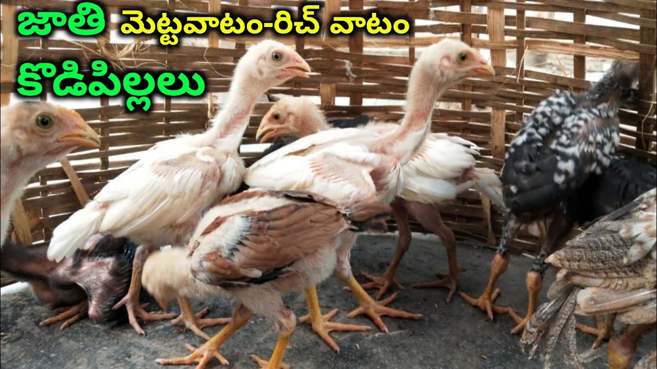 How to identify mettavatam,richvatam chicken breed | @youngfarmeratoztelugu
