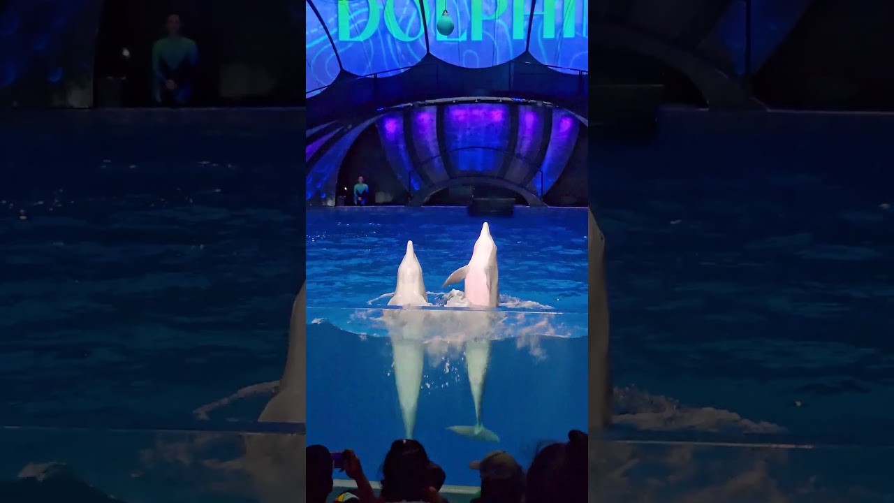4K | Amazing Dolphin Presentation (B) Georgia Aquarium