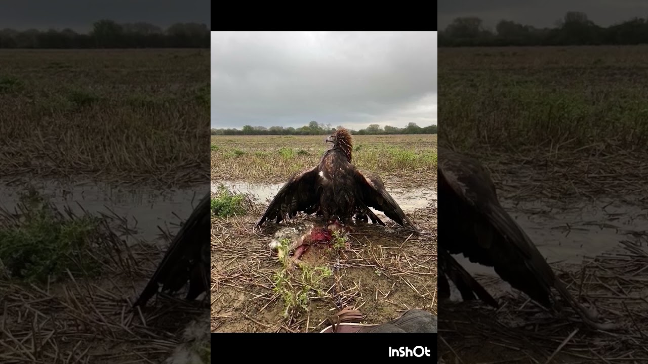 Golden Eagle Mr Fudd 23/24 season