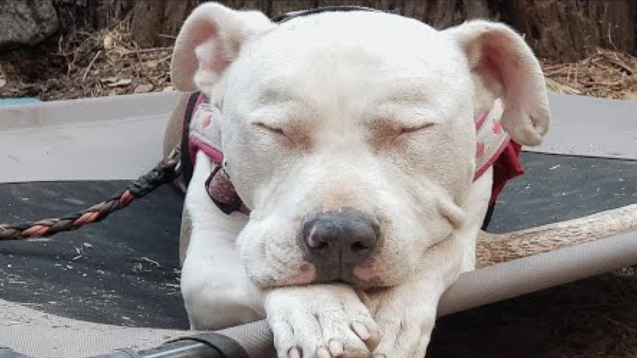 This unwanted dog was dumped on freeway  It was the best thing that happened to her