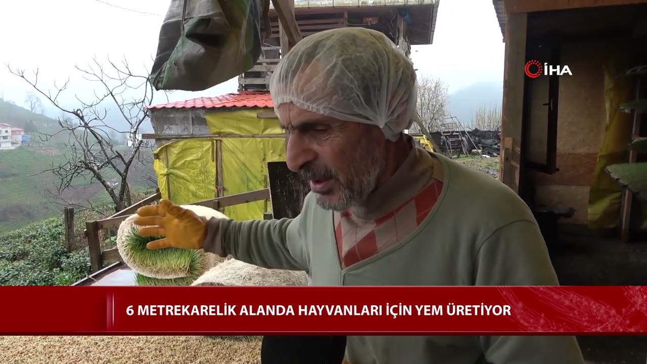 6 metrekarelik alanda hayvanları i&ccedil;in yem &uuml;retiyor