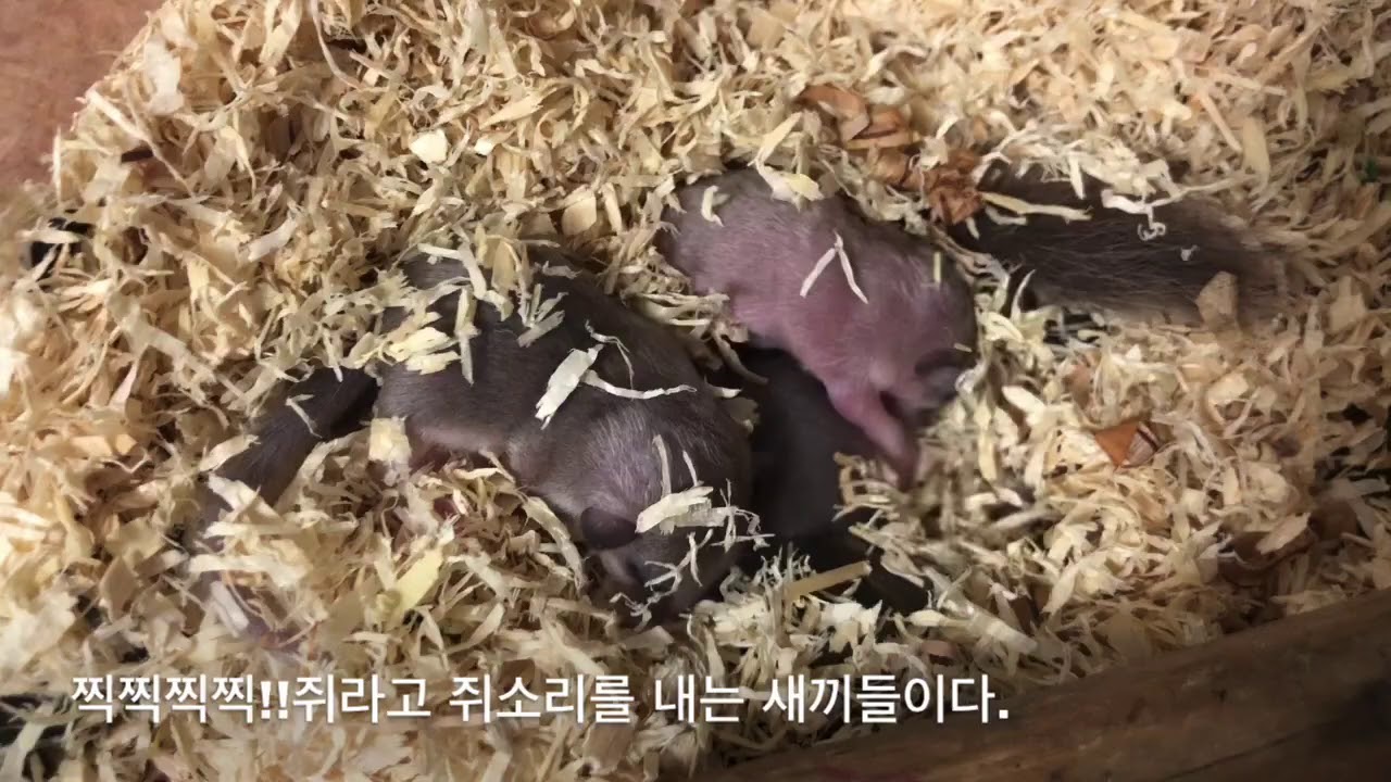 [쥐림주의보-EP.06]피그미다람쥐(pygmy squirrel)새끼 낳다!!