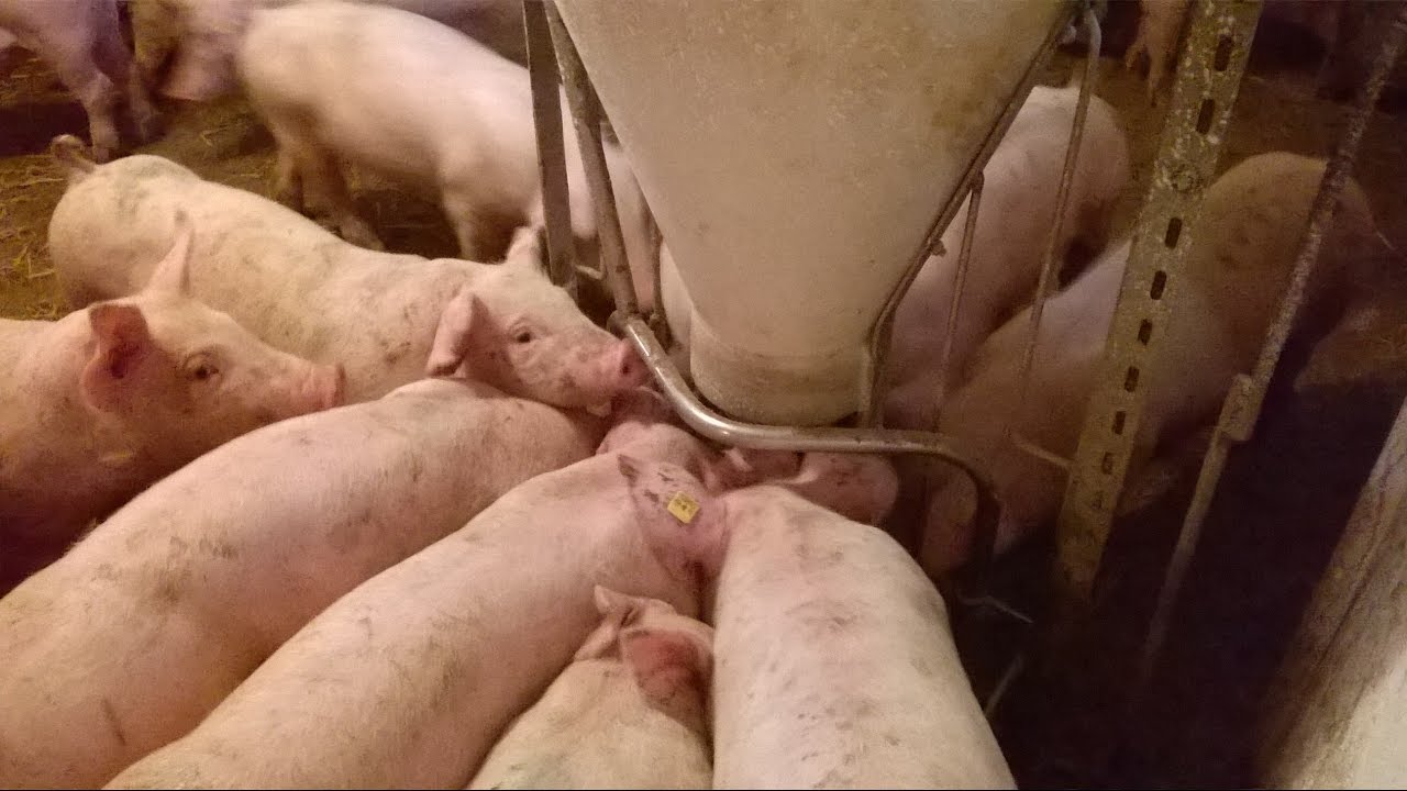 Chlewnia z systemem ściółkowym