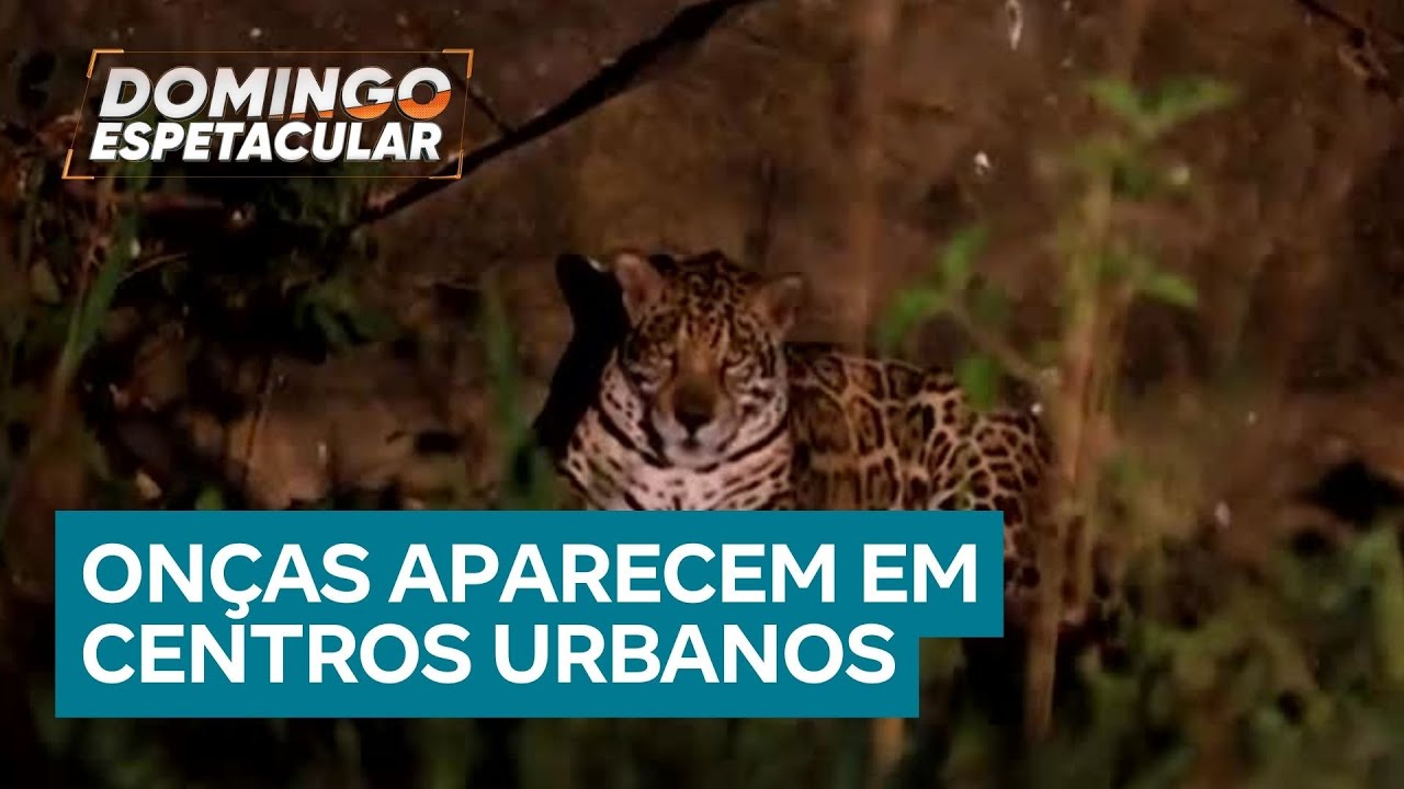 Onças são vistas soltas em cidades do Mato Grosso do Sul e do Paraná