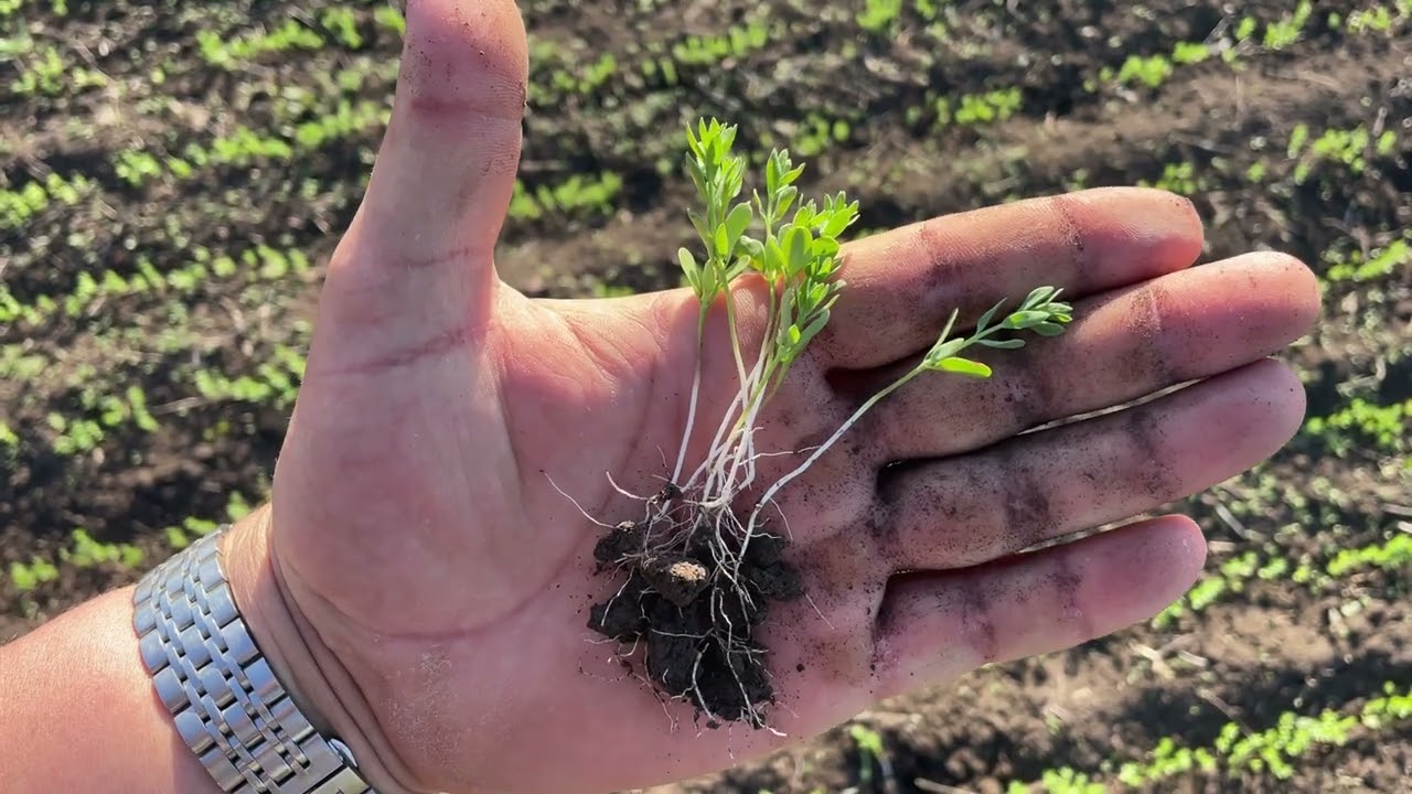 Посів льону та пшениці в Одеській області. Артеміда та Магія Велес Агро