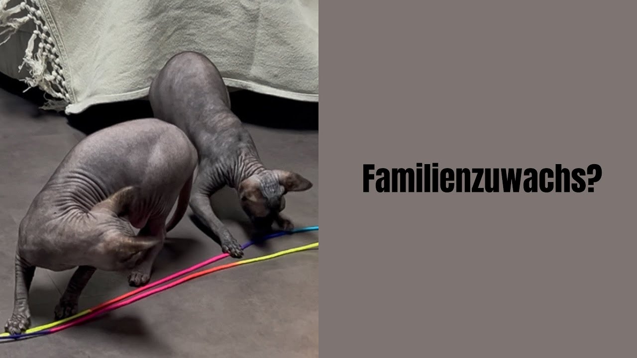 Familienzuwachs? #katze #katzenvideos #katzenaufyoutube #bengalkatze #katzen #katzenliebe 