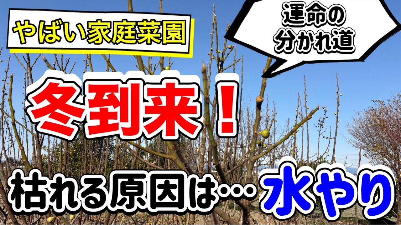 【12月の家庭菜園】冬に枯れる原因は“水やり”でした｜来年芽吹かない理由