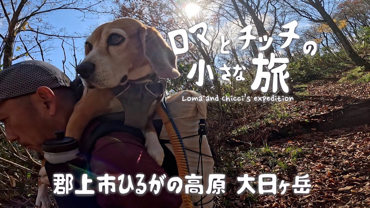 【大日ヶ岳】ビーグル電池切れ⁉️チッチはお土産が心配⁉️