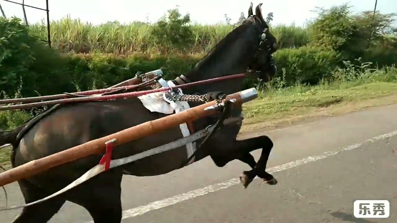 DANA SARKAR HORSE RACEING SURAT🐎🐎 13/10/19 MAMMA BHAI MASTAR WIN💪🏇☝.&. Fazal Chacha Nagori