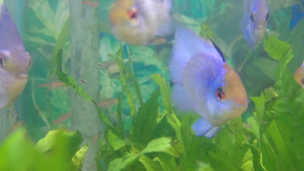 How to Care For Electric Blue Rams - Gerber's Tropical Fish