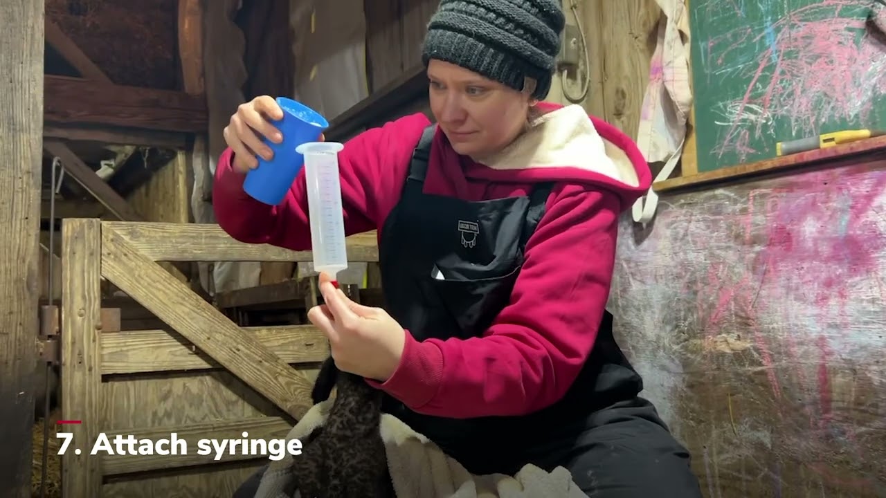 Tubing a Lamb