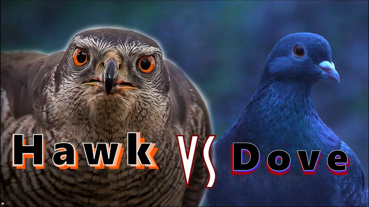 Hawk VS Dove | Goshawk attack