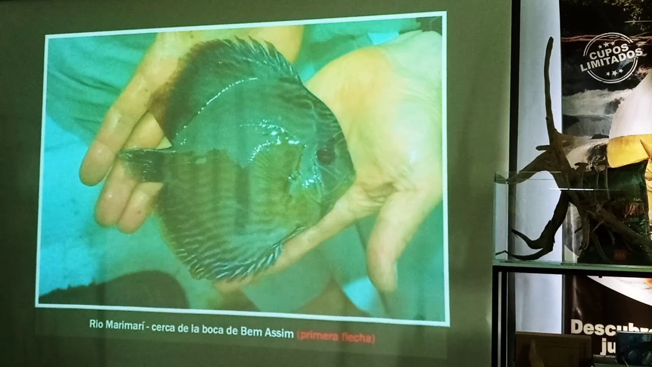 Especies de Peces Discos salvajes y como reconocerlos