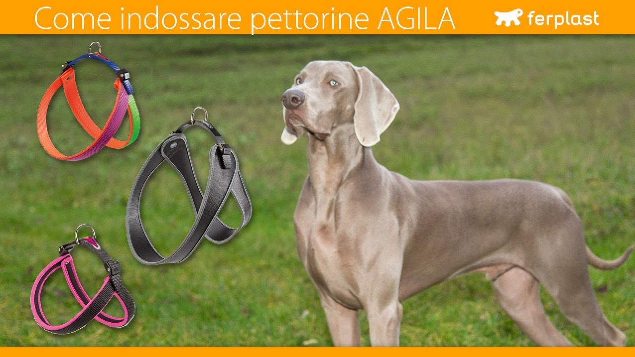 Ferplast - Come indossare le pettorine AGILA - IT