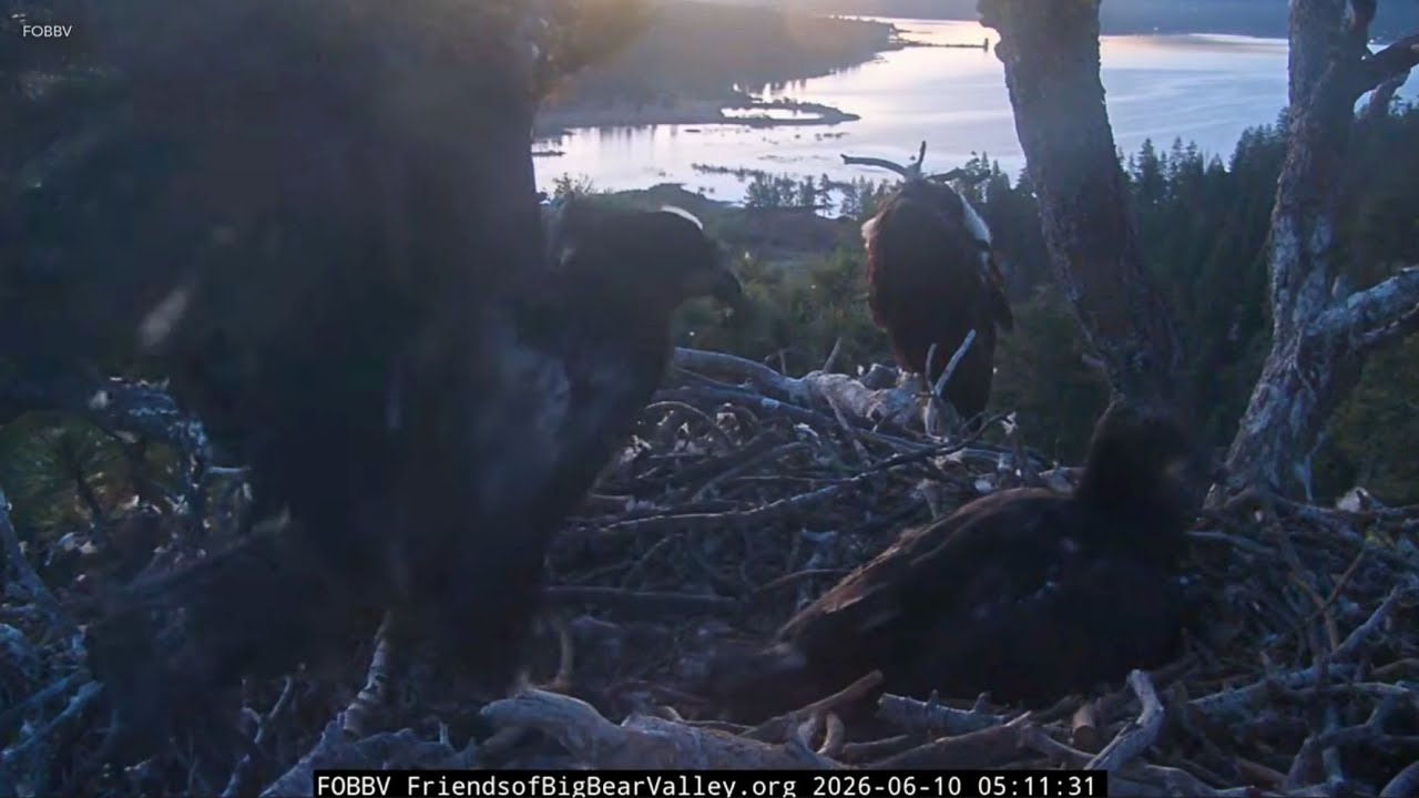 Big Bear eaglets prepare for first flight