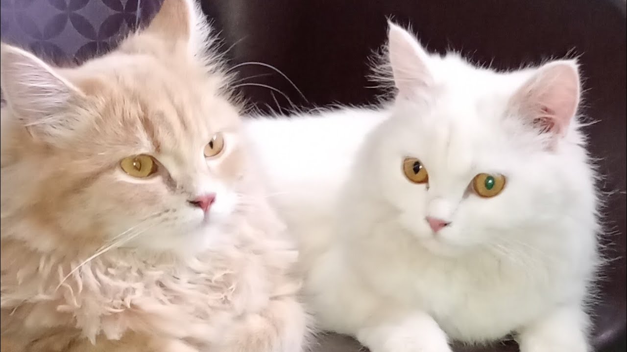 Bas yah dekh Lo iske baad channel monetize confirm hai ✨💥🌟#hunnywithbunny cats 