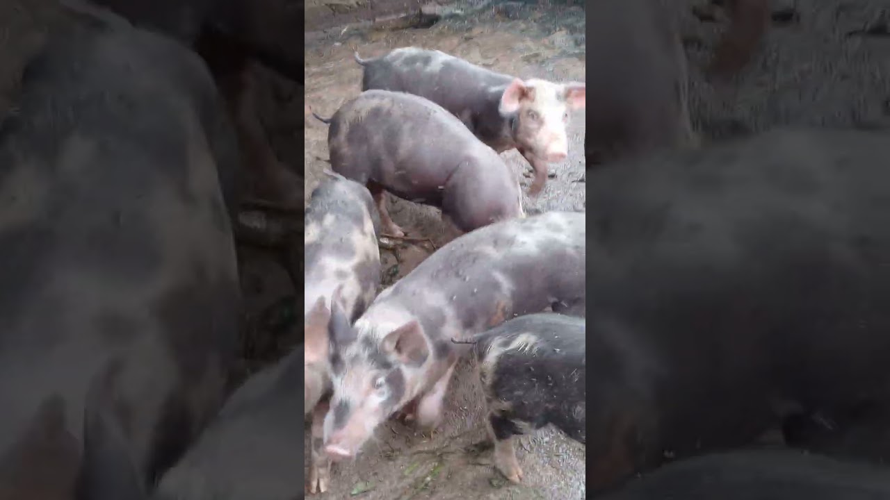 Criação de pintinho caipirão e granja