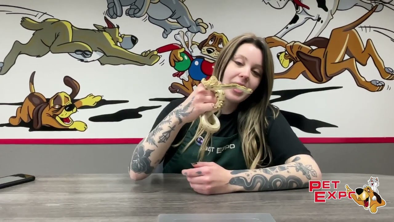 Snakes with Samantha: Blondie, the Sonoran Blonde Gopher Snake