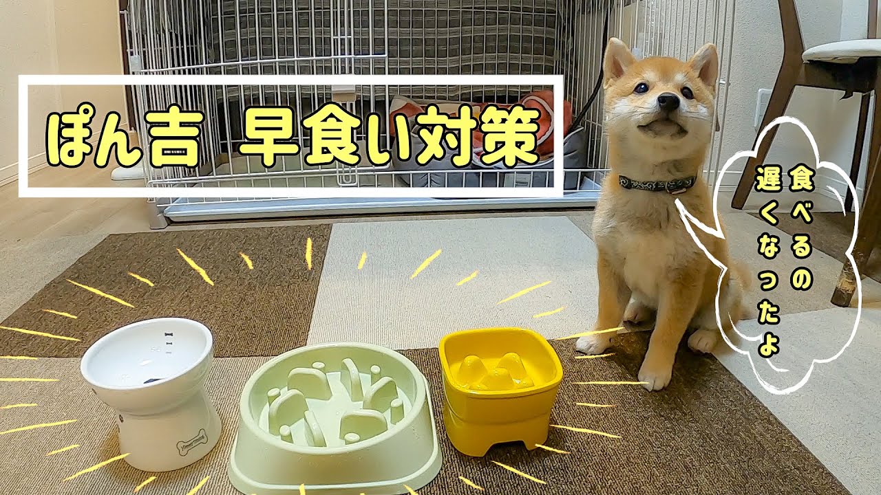 【豆柴】早食い防止用のお皿を比較してみました【＃8】