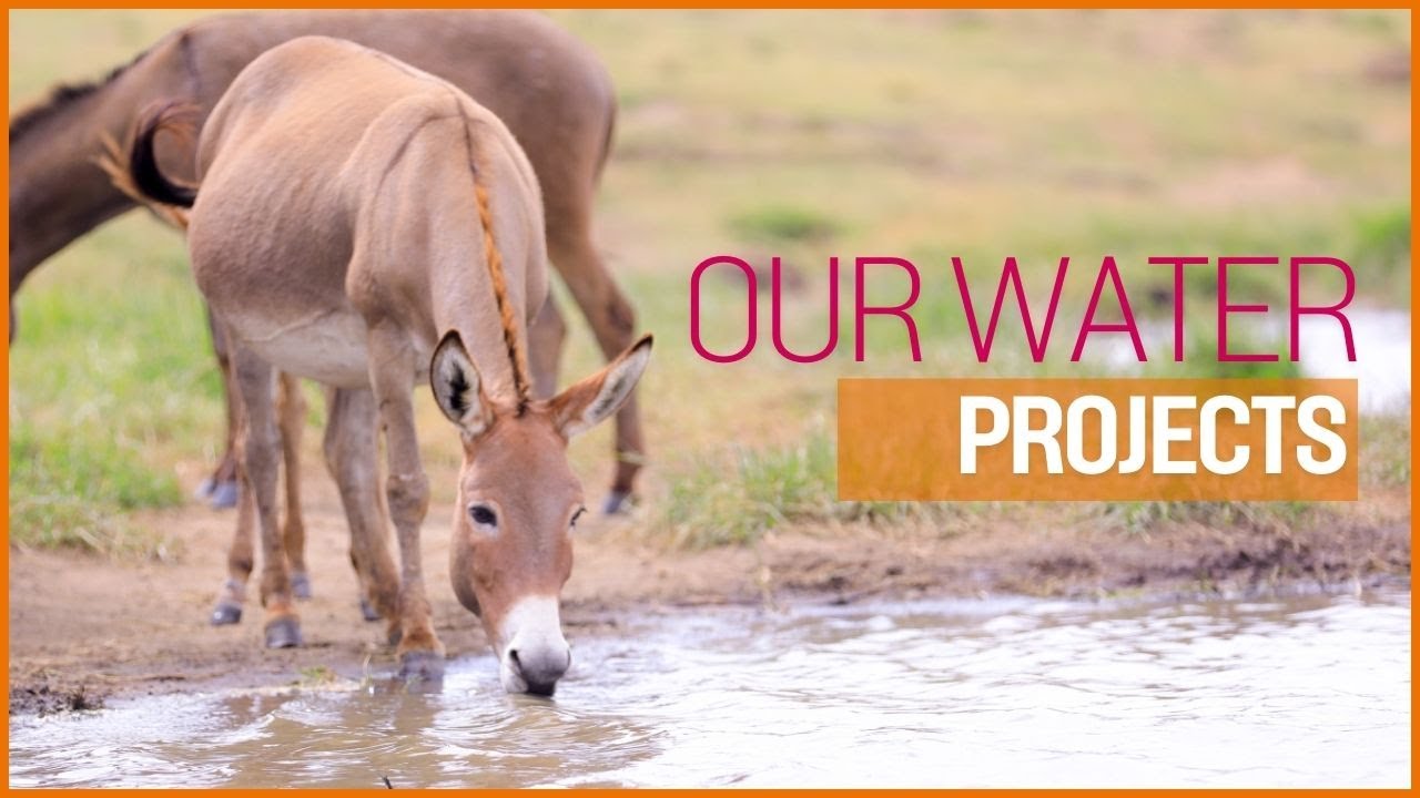 Water Solutions for Thriving Communities and Their Animals: The Impact of Brooke East Africa