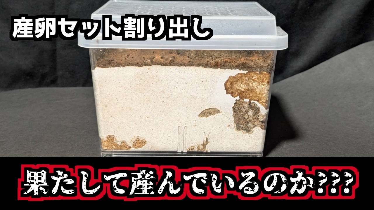 早くも失敗か！？あのクワガタのブリードは…【亜雄晴のクワカブ飼育記】