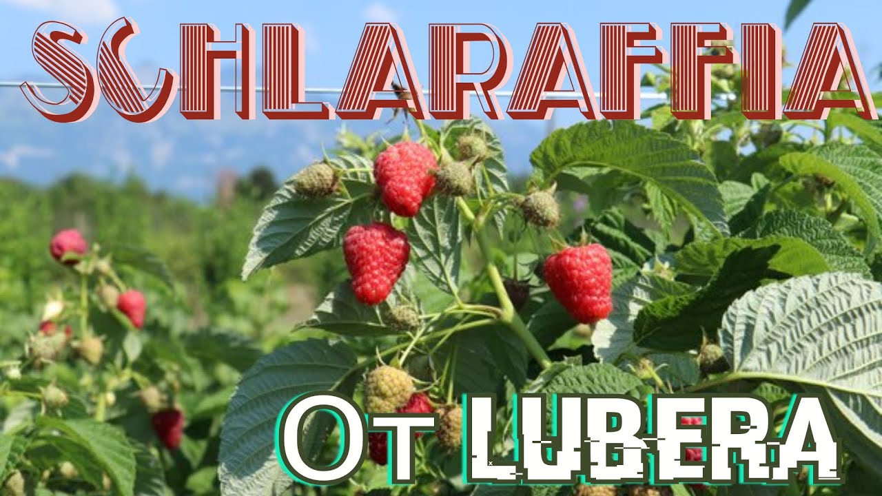 Schlaraffia Plentiful