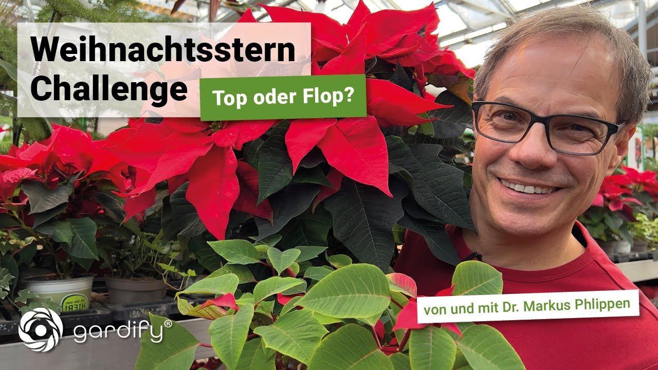 Weihnachtsstern Challenge: Wie kann man ihn ein Jahr später wieder zum Blühen anregen? | Gardify