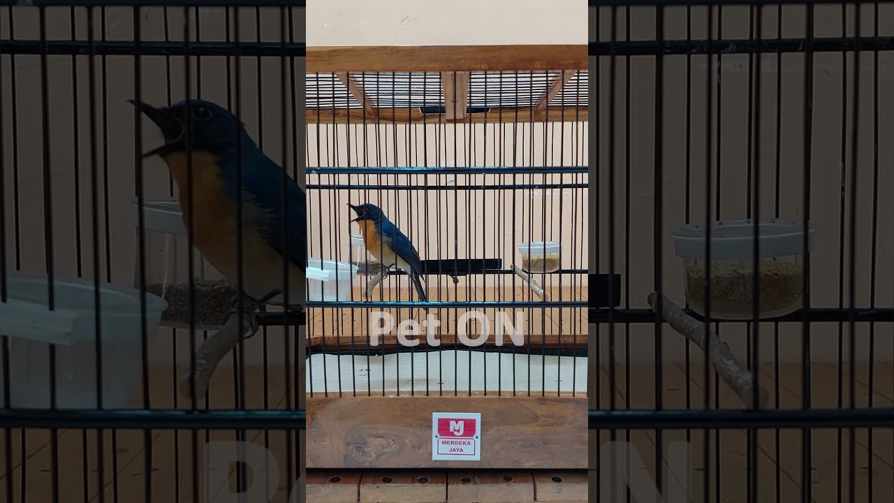 Tickell's blue flycatcher Singing #birdsinging #flycatchers #tledekangunung