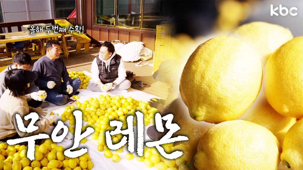 대한민국 무안에서 레몬이?! 무안 레몬 먹어봤어? 차원이달라 | 무안군