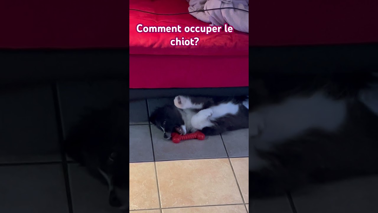 Apie, chiot de 3 mois, mordille et mange 👞 , lacets, 👖  si elle n&rsquo;a pas de quoi occuper ses dents