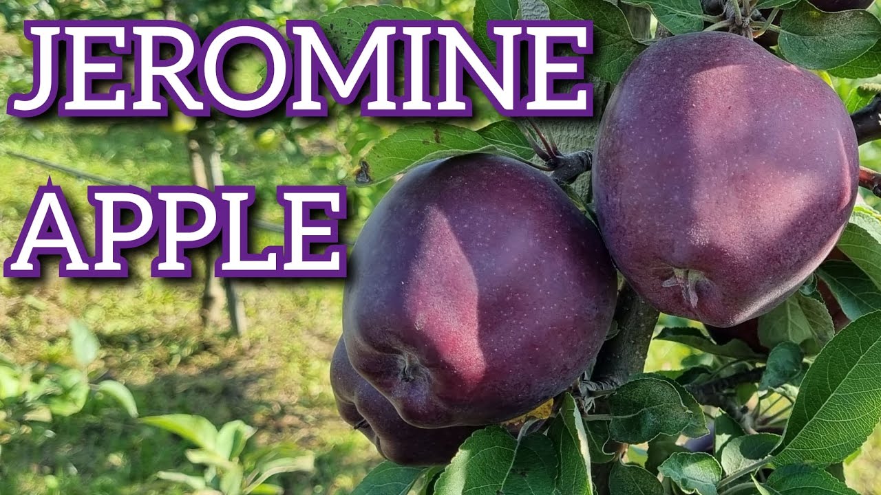 APPLE JEROMINE / ЯБЛОНЯ ЖЕРОМИНЕ