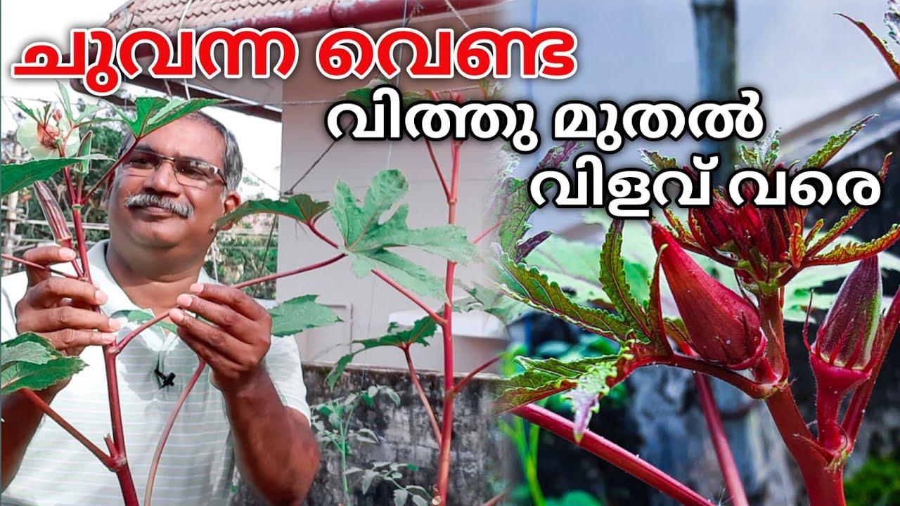 ചുവന്ന വെണ്ട | വെണ്ട  കൃഷി വിത്തു മുതൽ വിളവ് വരെ |Red Ladyfinger cultivation|Chuvanna  Venda Krishi