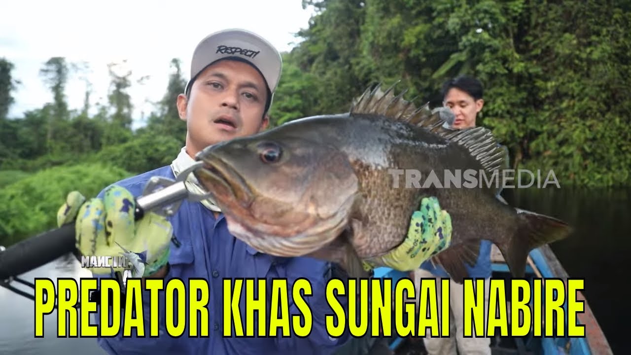 [FULL] PREDATOR KHAS SUNGAI NABIRE | MANCING MANIA STRIKE BACK (23/08/25)