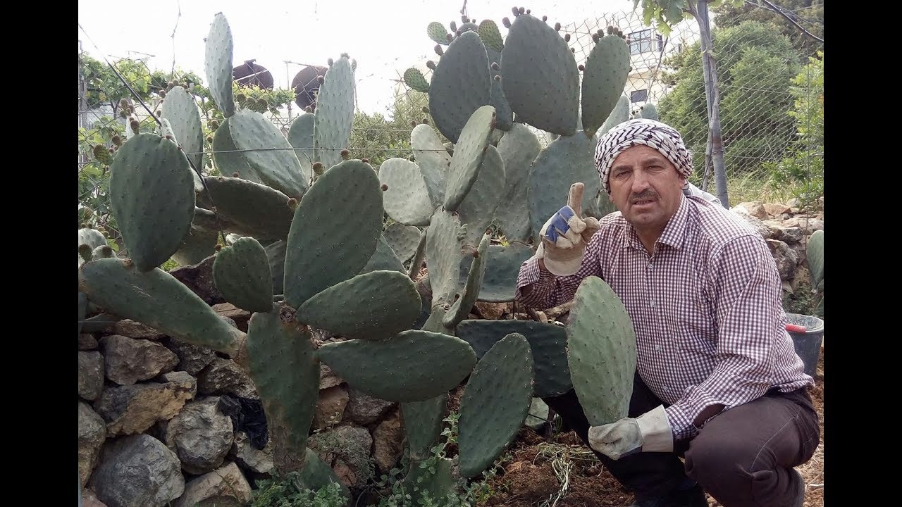 طريقة زراعة الصبر _ التين الشوكي(2) .How to plant Prickly Pear Cactus