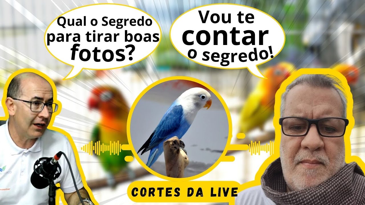 FOTOS ESPECIAIS DE AVES!!! QUAL O SEGREDO?